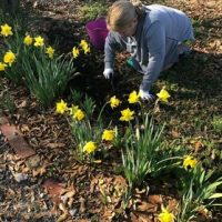 a woman kneeling and holding a trowel in a patch of daffodils
